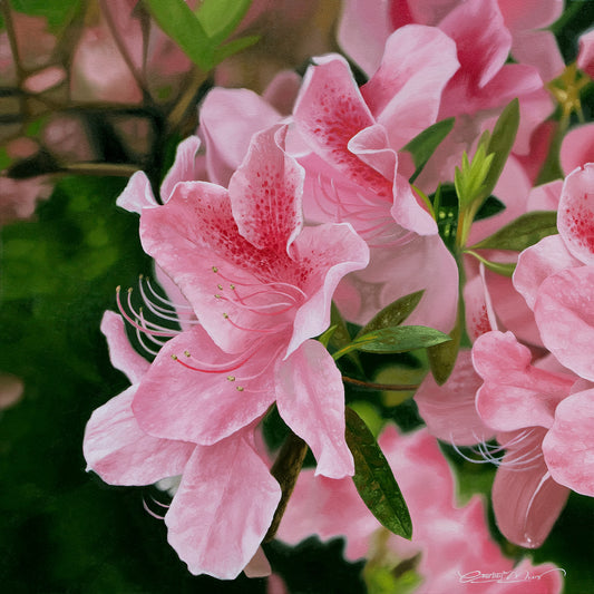 Summertime Azaleas Print